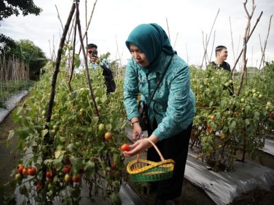 Dukung Program Ketahanan Pangan, Pemkab Banjar Gelar Syukuran dan Panen Sayur