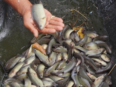 KABUPATEN BANJAR RAIH APRESIASI BRIDA OPTIMAL 2025, INOVASI “GERBANG KAKAPAYU” JADI SOROTAN NASIONAL