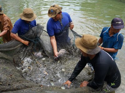 Pemkab Banjar Raih Penghargaan BRIN atas Inovasi “Kampung Papuyu”